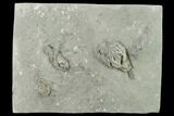 Four Species of Crinoids on One Plate - Crawfordsville, Indiana #132806-2